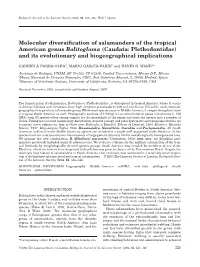Molecular Diversification of Salamanders of The