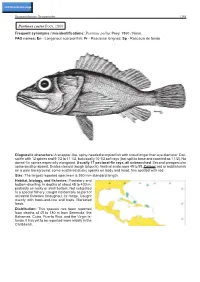 Pontinus Castor Poey, 1860 Frequent Synonyms / Misidentifications: Pontinus Pollux Poey, 1860 / None