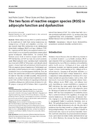 The Two Faces of Reactive Oxygen Species (ROS) in Adipocyte Function and Dysfunction