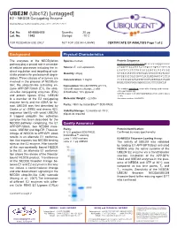 UBE2M (Ubc12) [Untagged] E2 – NEDD8 Conjugating Enzyme