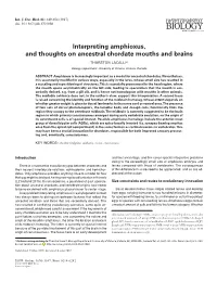 Interpreting Amphioxus, and Thoughts on Ancestral Chordate Mouths and Brains THURSTON LACALLI*