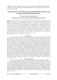 Some Properties of Tomas Cheese and Identification of Lactic Acid Bacteria Isolated from Tomas Cheese