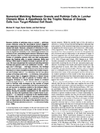 Numerical Matching Between Granule and Purkinje Cells in Luncher Chimeric Mice: a Hypothesis for the Trophic Rescue of Granule Cells from Target-Related Cell Death