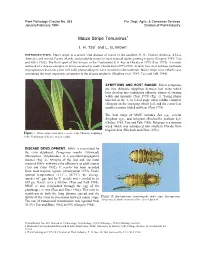 Maize Stripe Tenuivirus1