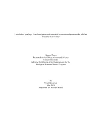 Visual Navigation and Terrestrial Locomotion of the Intertidal Killifish Fundulus Heteroclitus