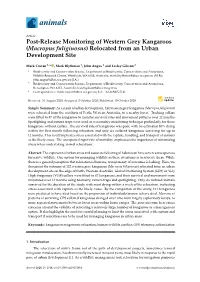 Post-Release Monitoring of Western Grey Kangaroos (Macropus Fuliginosus) Relocated from an Urban Development Site