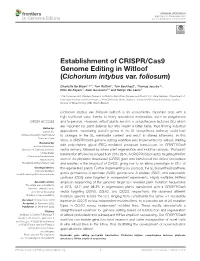 Establishment of CRISPR/Cas9 Genome Editing in Witloof (Cichorium Intybus Var