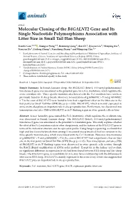 Molecular Cloning of the B4GALNT2 Gene and Its Single Nucleotide Polymorphisms Association with Litter Size in Small Tail Han Sheep