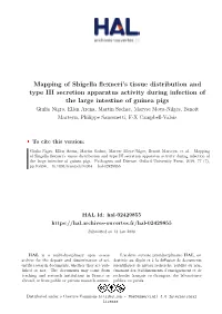 Mapping of Shigella Flexneri's Tissue Distribution and Type III Secretion Apparatus Activity During Infection of the Large I