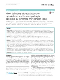 Rhoa Deficiency Disrupts Podocyte Cytoskeleton and Induces Podocyte Apoptosis by Inhibiting YAP/Dendrin Signal