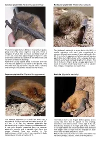 Soprano Pipistrelle (Pipistrellus Pygmaeus) Noctule (Nyctalus Noctula)