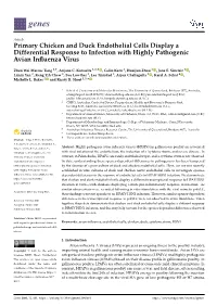 Primary Chicken and Duck Endothelial Cells Display a Differential Response to Infection with Highly Pathogenic Avian Inﬂuenza Virus