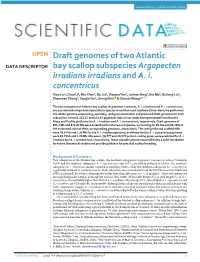 Draft Genomes of Two Atlantic Bay Scallop Subspecies Argopecten