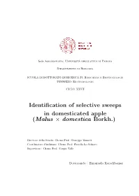 Identification of Selective Sweeps in Domesticated