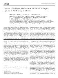 Cellular Distribution and Function of Soluble Guanylyl Cyclase in Rat Kidney and Liver