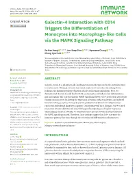 Galectin-4 Interaction with CD14 Triggers the Differentiation of Monocytes Into Macrophage-Like Cells Via the MAPK Signaling Pathway