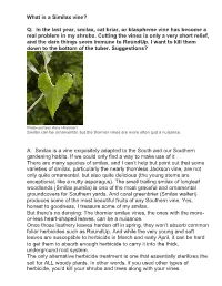 What Is a Similax Vine? Q: in the Last Year, Smilax, Cat Briar, Or