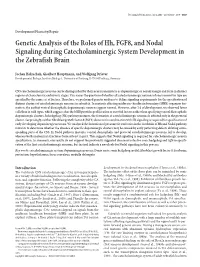 Genetic Analysis of the Roles of Hh, FGF8, and Nodal Signaling During Catecholaminergic System Development in the Zebrafish Brain
