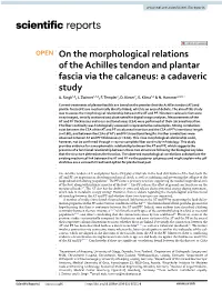 On the Morphological Relations of the Achilles Tendon and Plantar Fascia Via the Calcaneus: a Cadaveric Study A