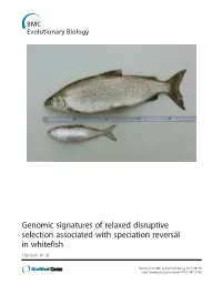 Genomic Signatures of Relaxed Disruptive Selection Associated with Speciation Reversal in Whitefish Hudson Et Al