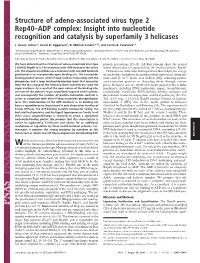 Structure of Adeno-Associated Virus Type 2 Rep40–ADP Complex: Insight Into Nucleotide Recognition and Catalysis by Superfamily 3 Helicases