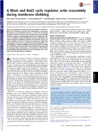 A Rhoa and Rnd3 Cycle Regulates Actin Reassembly During Membrane