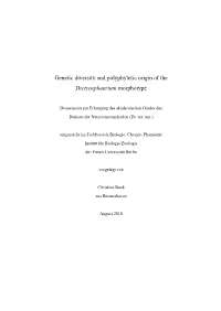 Genetic Diversity and Polyphyletic Origin of the Dictyosphaerium Morphotype