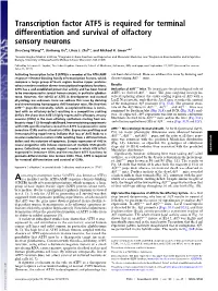 Transcription Factor ATF5 Is Required for Terminal Differentiation and Survival of Olfactory Sensory Neurons