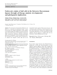 Embryonic Origins of Hull Cells in the Flatworm Macrostomum Lignano Through Cell Lineage Analysis: Developmental and Phylogenetic Implications