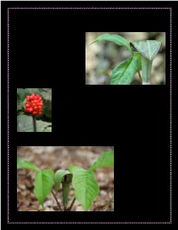 Jack-In-The-Pulpit (Arisaema Triphyllum)
