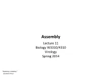 Assembly Lecture 11 Biology W3310/4310 Virology Spring 2014