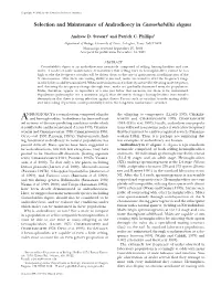 Selection and Maintenance of Androdioecy in Caenorhabditis Elegans