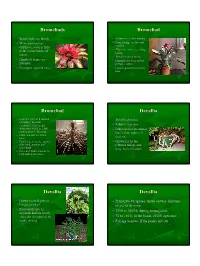 Bromeliads Bromeliad Bromeliad Davallia Davallia Davallia