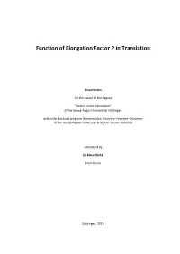 Function of Elongation Factor P in Translation