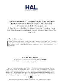Genome Sequence of the Necrotrophic Plant Pathogen Pythium Ultimum