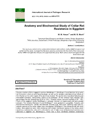 Anatomy and Biochemical Study of Collar Rot Resistance in Eggplant