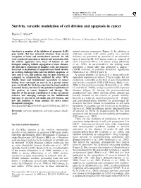 Survivin, Versatile Modulation of Cell Division and Apoptosis in Cancer