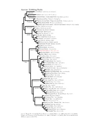 Anatini Tree