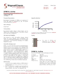 DYRK1A, Active Recombinant Full-Length Protein Expressed in E.Coli