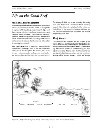 Life on the Coral Reef