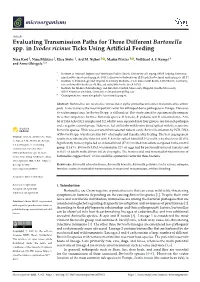 Evaluating Transmission Paths for Three Different Bartonella Spp. in Ixodes Ricinus Ticks Using Artiﬁcial Feeding