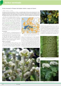 Sorbus Torminalis