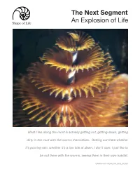 The Next Segment an Explosion of Life