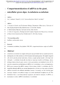 Compartmentalization of Mrnas in the Giant, Unicellular Green Algae