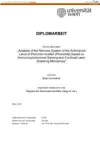 Phoronis Muelleri (Phoronida) Based on Immunocytochemical Staining and Confocal Laser Scanning Microscopy“