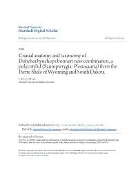 Cranial Anatomy and Taxonomy of Dolichorhynchops Bonneri New