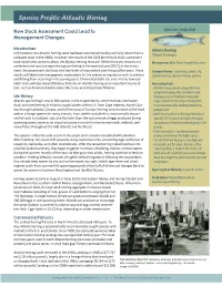 Atlantic Herring