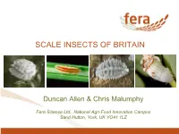 Scale Insects of Britain