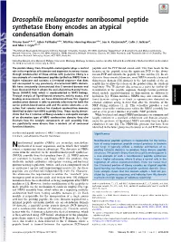 Drosophila Melanogaster Nonribosomal Peptide Synthetase Ebony Encodes an Atypical Condensation Domain