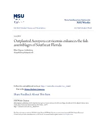 Outplanted Acropora Cervicornis Enhances the Fish Assemblages of Southeast Florida Ellen Dignon Goldenberg Ellengoldenberg16@Gmail.Com